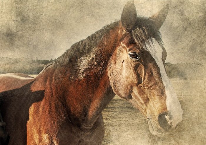 Horse Head Art Vintage Animal Scrapbooking Paper
